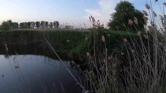 Капризная уклейка . Мормышинг .
