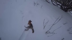 ВЫСЛЕДИЛ. ДОБЫЛ. УТИЛИЗИРОВАЛ. ОХОТА НА БЕШЕНУЮ ЛИСУ!