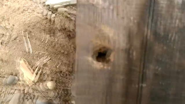 Пуля 12 калибр против брус 20*20 смотреть онлайн