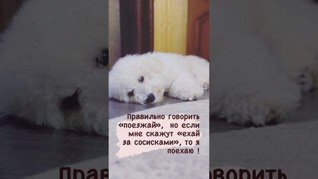 Поехаем вместе