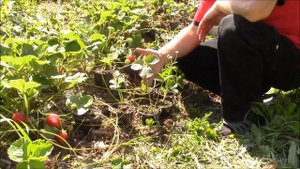 Новинка. Новый сорт земляники Мурана. Верхозин Юрий