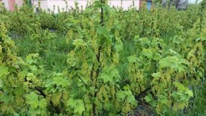 КРАСНАЯ СМОРОДИНА РОВАДА.Молодые и взрослые кусты.Цветение.