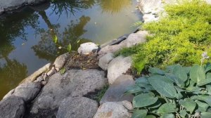 Обзор прекрасного сада с великолепным прудом/ Пруд с биоплато/ Цветочные миксбордеры