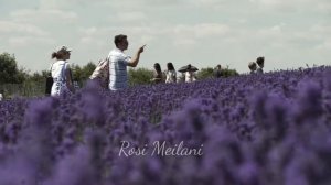 Beautiful Lavender Farm | Costwold England | INDAHNYA KEBUN LAVENDER DI INGGRIS