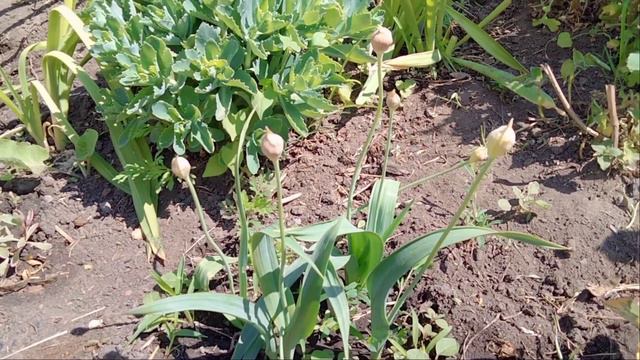 Квіти в травні, прогулянка в саду, дерево Аватар, іриси, алліум, заячі вушка та інші квіти смотреть онлайн