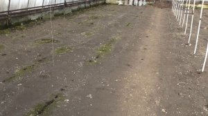 Рассада огурцов. Обработка фитоспорином и АГАТом 25К