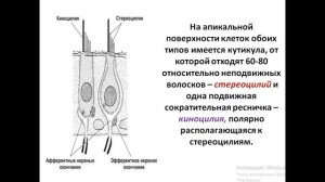 Лекция №5 по гистологии. Органы чувств. Орган слуха.