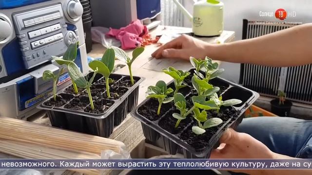 24.08.2021 Житель Анивы поделился секретами успешного выращивания арбузов на Сахалине смотреть онлайн