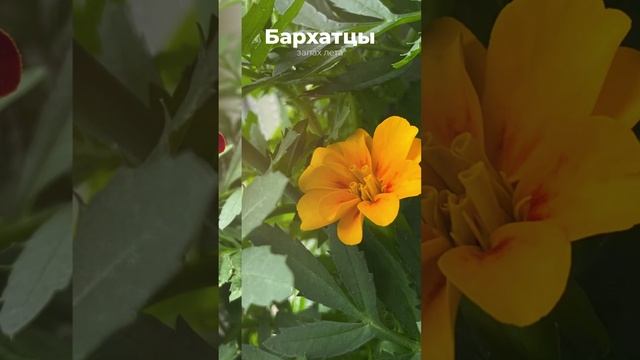 Бархатцы / лето на окошке