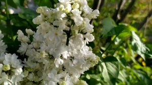 Призрачное счастье 1 - 4 серии | Мелодрама 2021