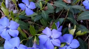 Поляна БАРВИНКА (как цветёт барвинок)