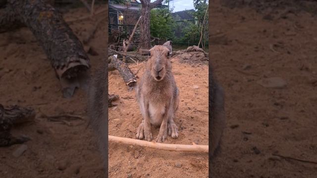 Кнопа - заяц? Иногда есть сомнения #hare #capibara #bunny #cute