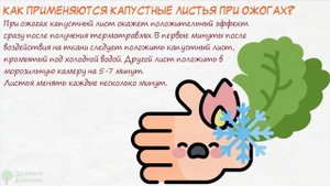 Приложи хоть кусочек! Листья капусты рассасывают фурункулы, артрит, синяки и даже … бронхит!