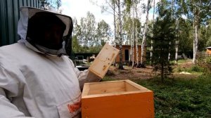 Японский улей подкормка и осмотр пчел.