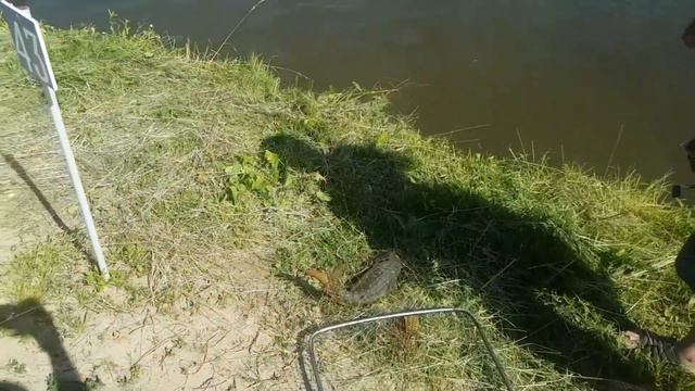 РК МАРЛИН смотреть онлайн