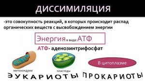 Биология 9 класс. Обмен веществ - основа существования клетки