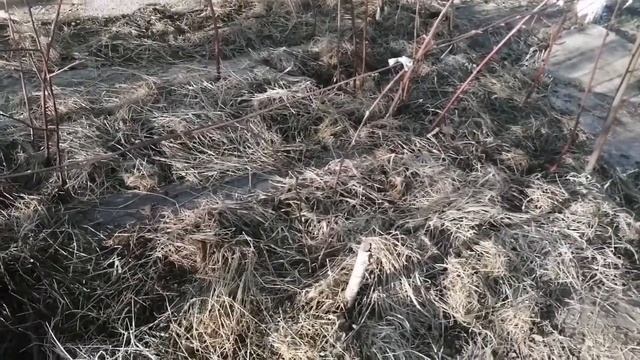 Ежевика колючая и безшипая. смотреть онлайн