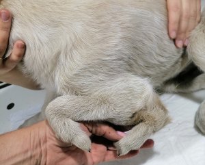 В Сибири спасли бездомного щенка с пятью лапами / События на ТВЦ
