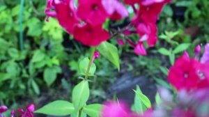 Флокс День Победы