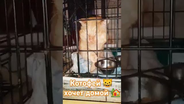 Котофей 🐱 хочет домой 🏡