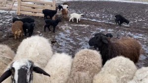 Зимний окот овец закончился.