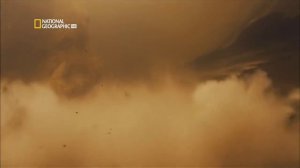 Самые опасные животные Амазонии National Geographic