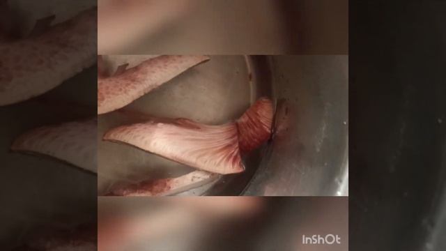 Recette avec champignon langue-de-boeuf. смотреть онлайн