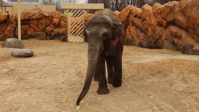 New Elephant facility in Kharkiv zoo 1 смотреть онлайн