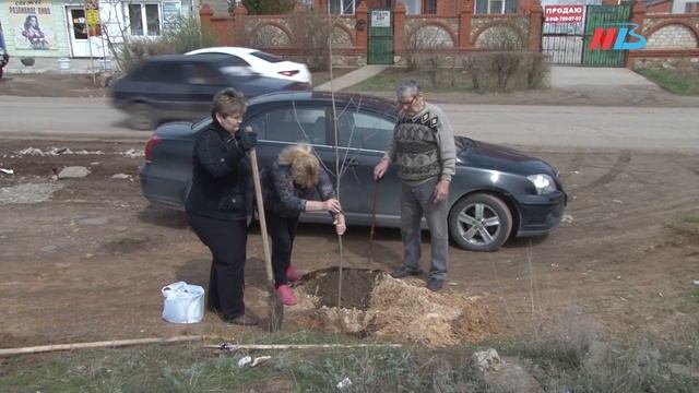 В рамках акции «Семейное дерево» волгоградцы посадили аллею катальп и кленов