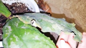 Цветение хойи Campanulata soft Green, lambii, Macrophylla albomarginata, Undulata