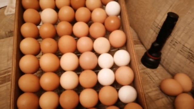 Инкубация яиц от деревенских курочек. смотреть онлайн