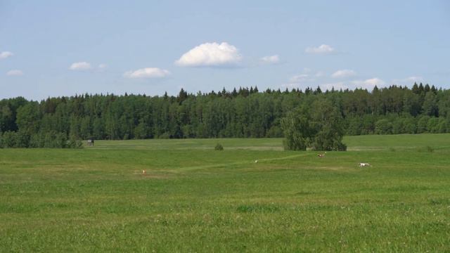 уиппет VARLOK YARKAYA MOLNIYA (к) и VALPAIN PEK KNIGHT OF MY HEART (б) смотреть онлайн