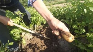 Картофель Скарб  удивил.