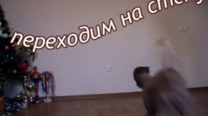 Ксоло Ежа - хождение на передних лапах