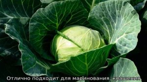 Сорта капусты