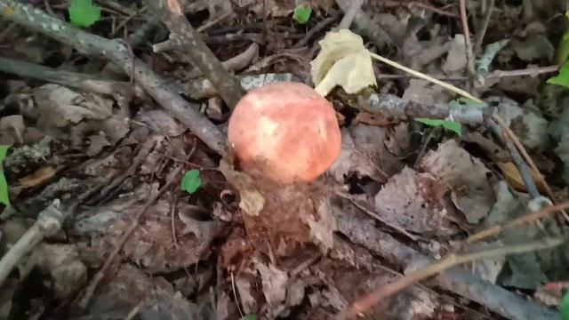 ГРИБНИК ОШАРАШЕН! ТАКОЕ ТОЛЬКО ВО СНЕ МОЖЕТ ПРИСНИТСЯ! ВОТ ЭТО ПОДОСИНОВИКИ! БОМБИЧЕСКИЕ КРАСАВЦЫ! смотреть онлайн