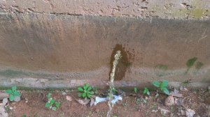 Men peeing on wall| Clean the wall| Pee like real men| Urinating in nature