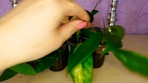 Полив черенков хойи???