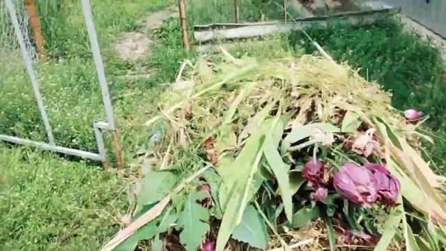 #74ЖИВЕМ НА КУБАНИ/ЦВЕТНИК ТРЕБУЕТ ВНИМАНИЯ/КОСИМ ТРАВУ смотреть онлайн