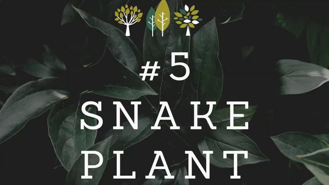 10 Best Indoor Plants For Beginners смотреть онлайн