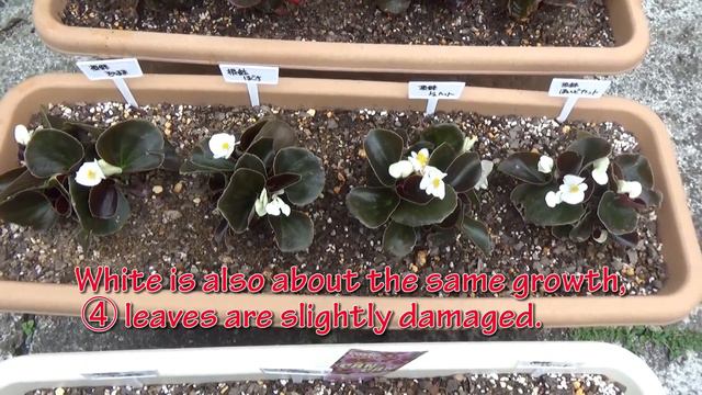 ベゴニアで実験！根鉢の崩し方による成長の違いはあるのか？ないのか？？ смотреть онлайн