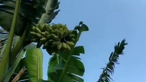 Вся правда о бананах Или как растут бананы