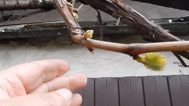 Как перезимовал неукрывной виноград. смотреть онлайн