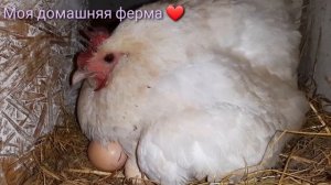 Курица села на яйца в январе?❄?#Бресс Гальская порода морозов не боится??