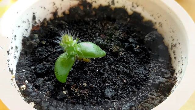 Съедобный кактус опунция. Опыт выращивания. Кактус из семян.