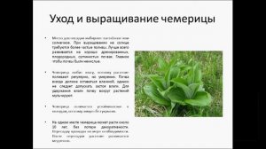 Чемерица