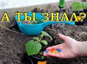 Высаживаю ОГУРЦЫ на грядку: ЭТО я кладу в ЛУНКУ ???