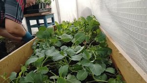 Самый лучший день для посадки капусты в открытый грунт. Секрет пересадки Капусты без потерь.
