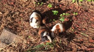 ТОП 10 Самых Милых Экзотических Домашних Животных | МИЛОТА