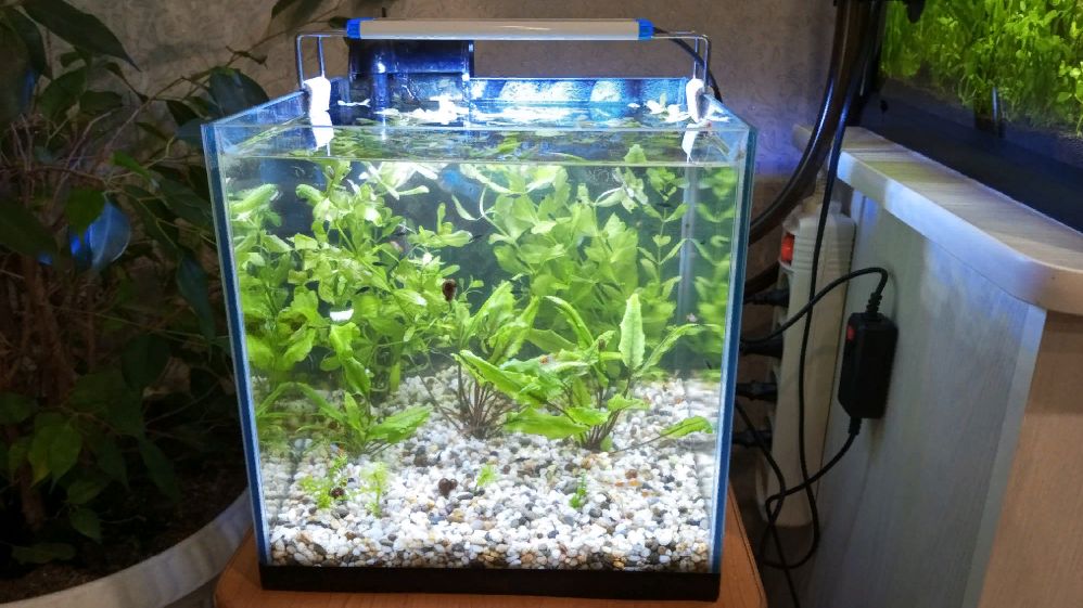 Нерестовик, пересадка растений и новости #NIK_72 смотреть онлайн